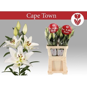 LI OR CAPE TOWN