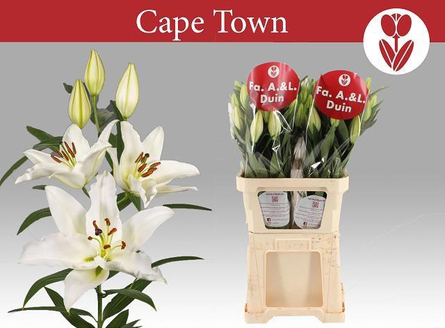 <h4>LI OR CAPE TOWN</h4>