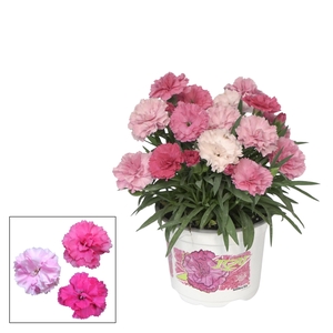 Dianthus - 10,5 cm I LOVE YOU