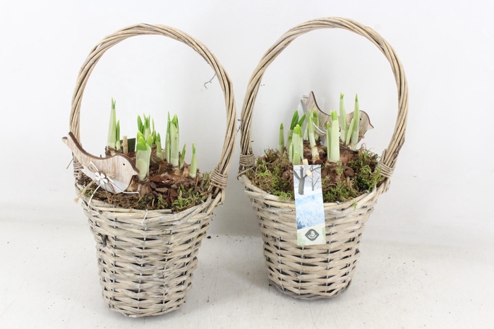 <h4>arr4 Narcis JS - Hengselmand x6</h4>