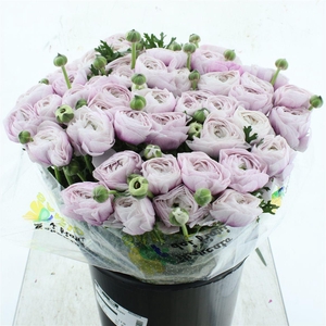 Ran Su Sr Nebbia Super