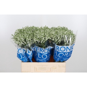 Veron Smart Wave Spray