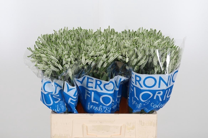 <h4>Veron Smart Wave Spray</h4>