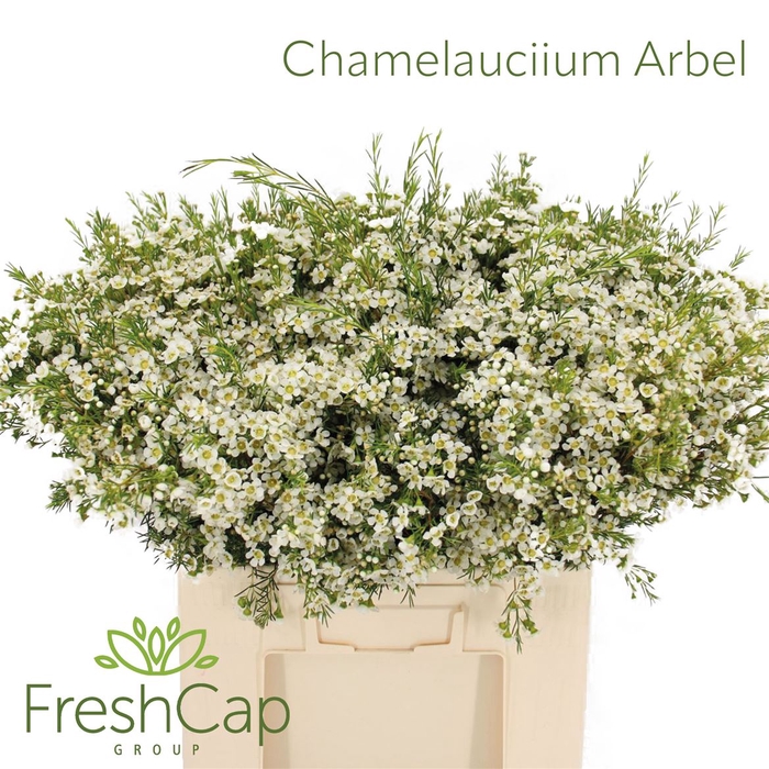 <h4>Chamelaucium Arbel</h4>