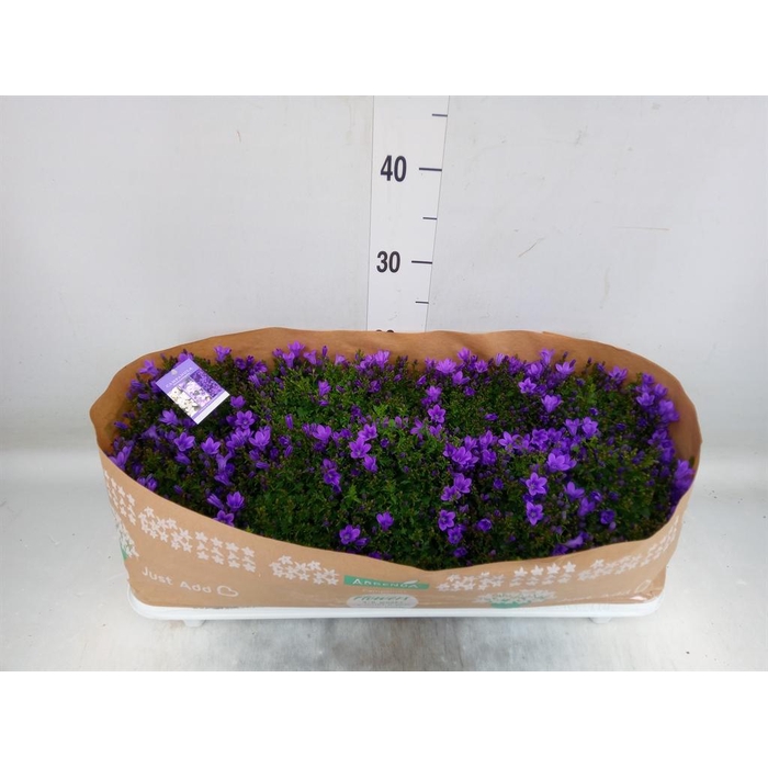 <h4>Campanula porten.</h4>
