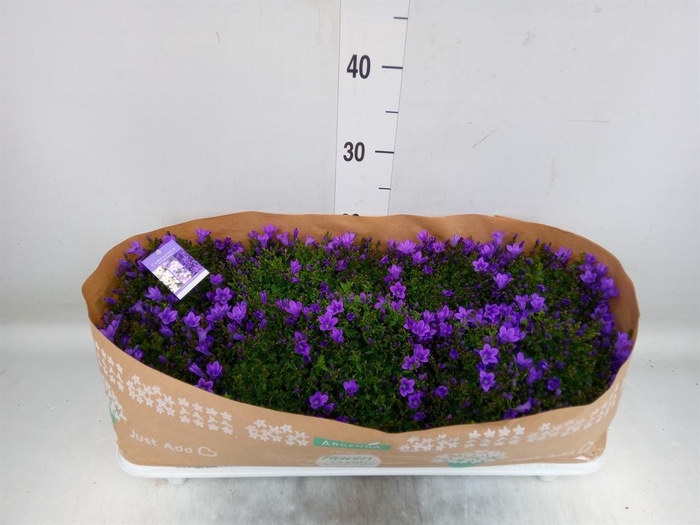 <h4>Campanula porten.</h4>