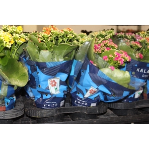 KALANCHOE DOBRADO P11