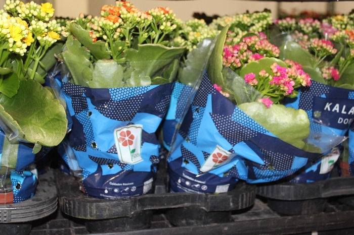 <h4>KALANCHOE DOBRADO P11</h4>