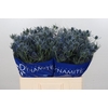 Eryngium Blue Dynamite