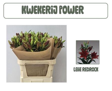 <h4>Li La Red Rock</h4>
