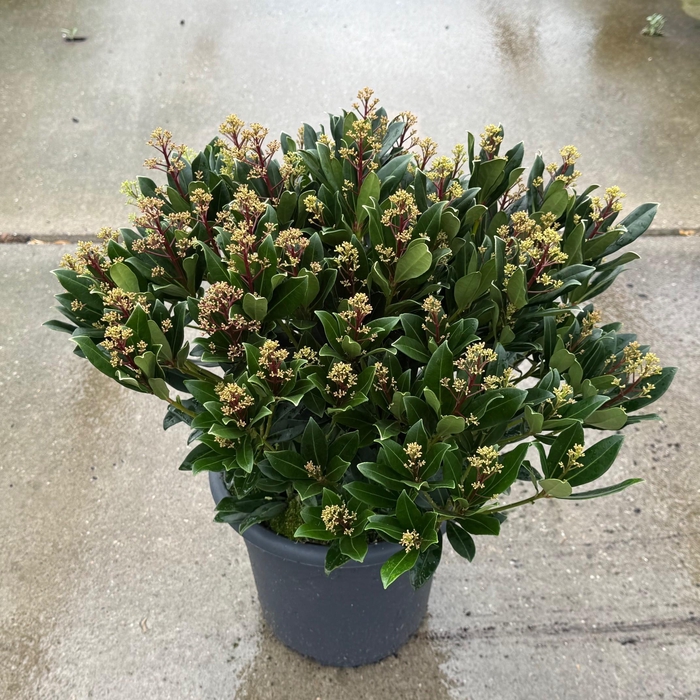 <h4>Skimmia japonica 'Rubesta Jos'</h4>