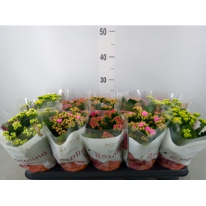 Kalanchoe blos. 'RoyalDon'   ..mix