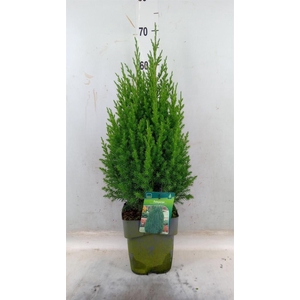 Juniperus chinensis 'Stricta'