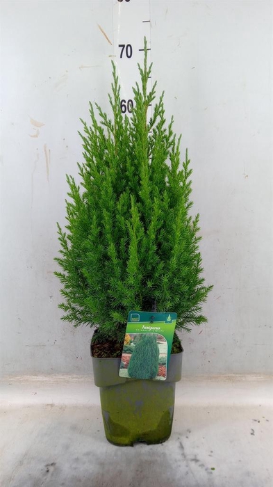 <h4>Juniperus chinensis 'Stricta'</h4>