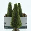 Pres Moss Tree Round 60cm