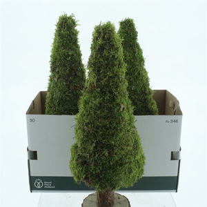 Moss Tree Round 60cm