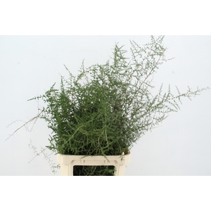 ASPARAGUS SELVATICO PER STEM