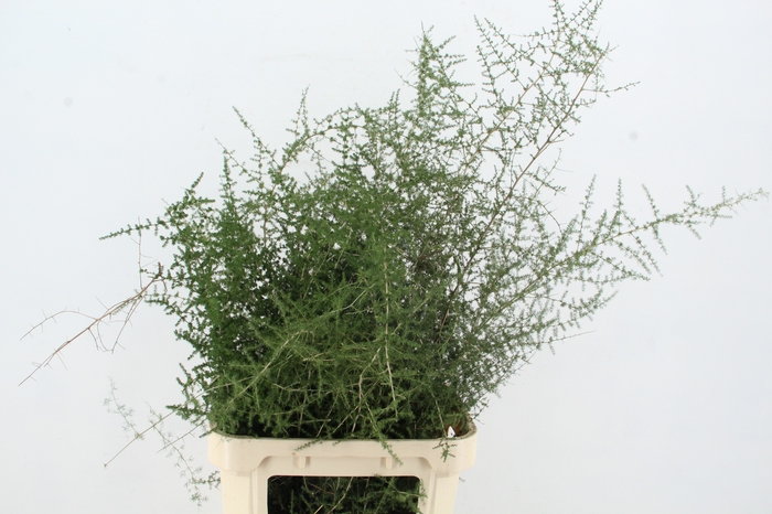 <h4>ASPARAGUS SELVATICO PER STEM</h4>