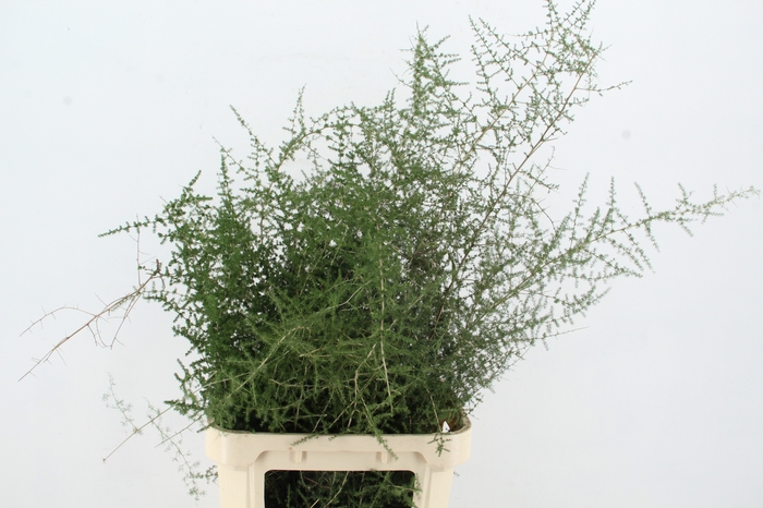 <h4>ASP SELVATICO PER STEM 120CM</h4>
