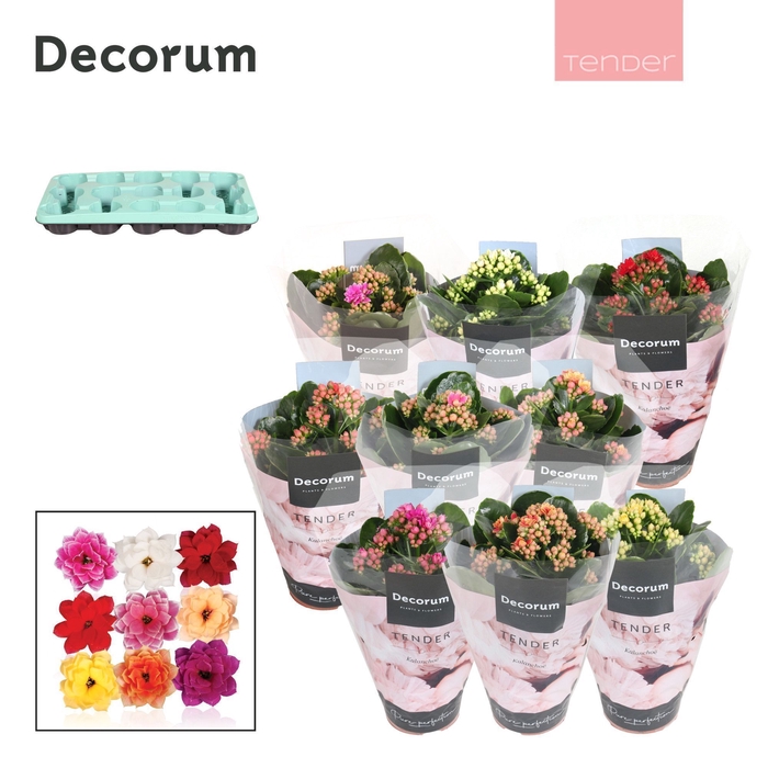 <h4>Kalanchoe Decorum TENDER - Serenity mix</h4>