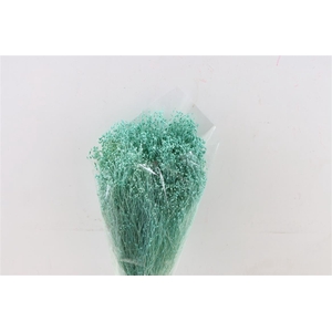 Dried Brooms Aqua Blue Bunch