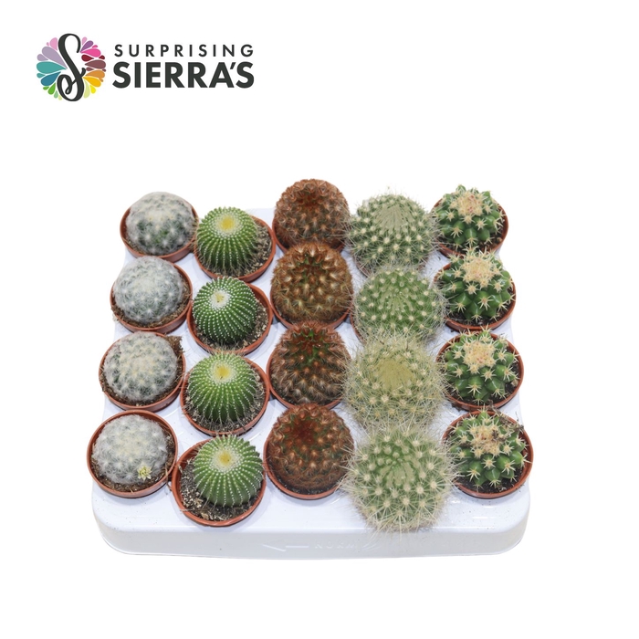 <h4>Sierra's® - Santiago Cactus Mix (Deluxe)</h4>