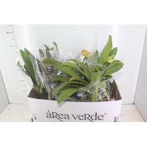 ORQUIDEA CATTLEYA P15