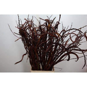 Salix Sekka Bandwilg