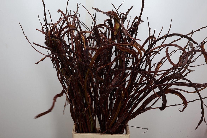 <h4>Salix Sekka Bandwilg</h4>