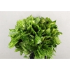 AUCUBA JAPONICA 200GR