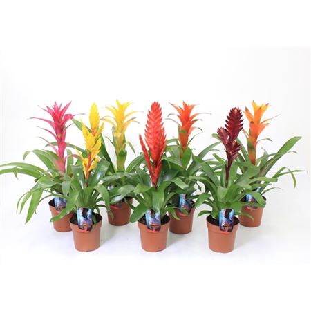 <h4>Bromelia Gemengd</h4>