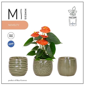 Mimesis Anthurium Orange - 9 cm Madeira