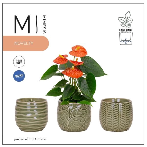 <h4>Mimesis Anthurium Orange - 9 cm Madeira</h4>