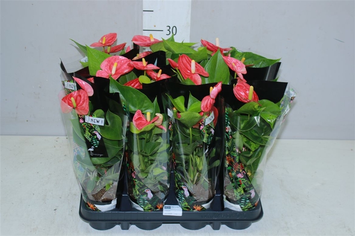 <h4>Anth An Jambo Red 2+</h4>
