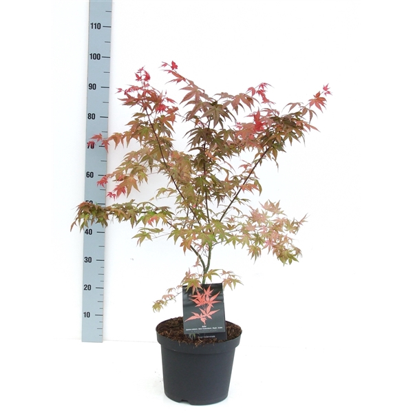 <h4>Acer palmatum 'Shin-deshojo' P26 Full CC</h4>