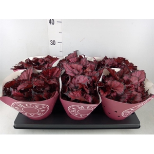 Begonia BD 'Kohala Red'