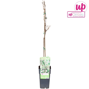 Wisteria floribunda Alba P15