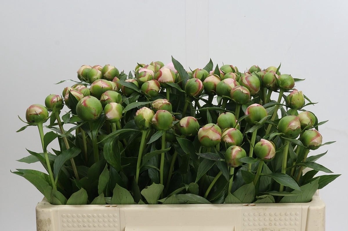 <h4>Paeonia Alertie</h4>