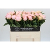Paeonia Florence Nicholls