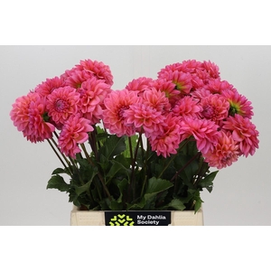Dahlia Doris Duke