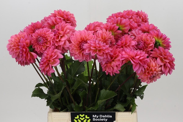 <h4>Dahlia Doris Duke</h4>