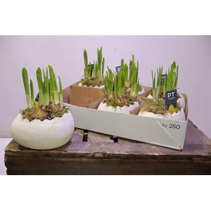 arr8 Arr N Tete A Tete In 1/2 Ei Keramiek