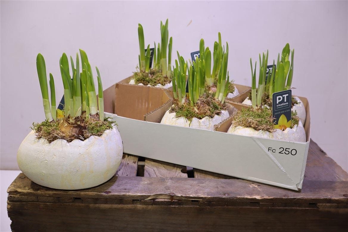 <h4>arr8 Arr N Tete A Tete In 1/2 Ei Keramiek</h4>