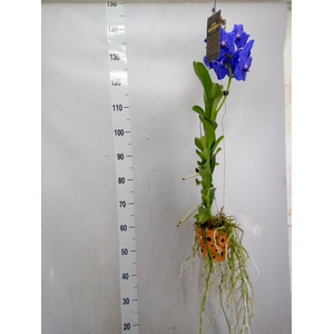 Vanda hybrids