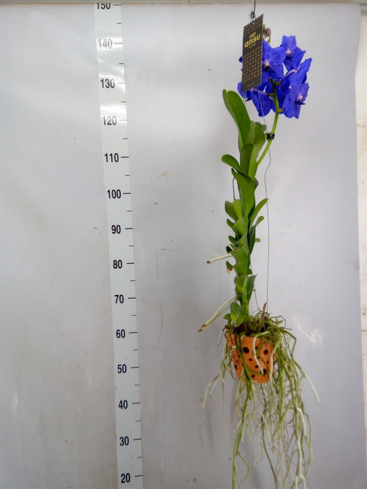 <h4>Vanda hybrids</h4>