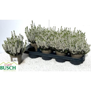 CALLU BL VIVA