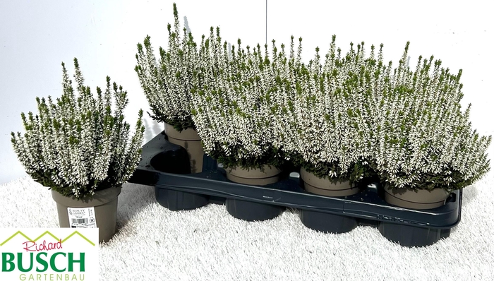 CALLU BL VIVA