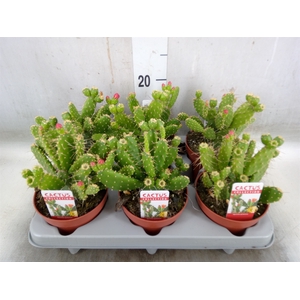 Opuntia