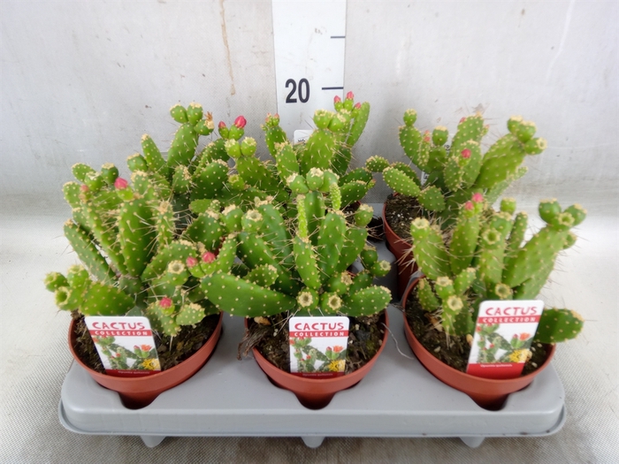 <h4>Opuntia</h4>