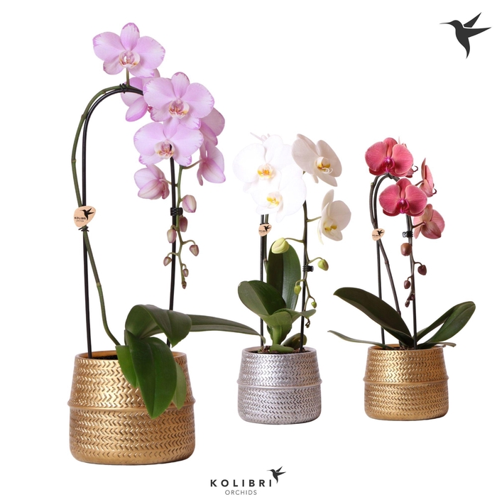 <h4>Kolibri Orchids Phalaenopsis Cascade Niagara Fall mix 1 spike in Groove pot mix</h4>